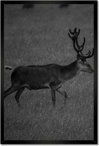 Poszterek keretben 40x60 Szarvas a tisztáson