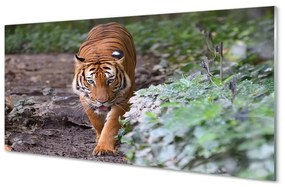 Üvegképek tiger woods 100x50 cm