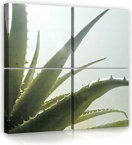 Vászonkép 50x50 Aloe Vera természet frissesség zöld fény nap növény