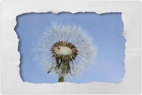 Poszterek 90x60 Pitypang Virág Virágok