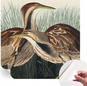 Divatos öntapadós fali tapéta Madarak realisztikus 250x250 cm