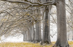 Poszter 91,5x60cm Fák egy sorban sárga levelek, Assaf Frank