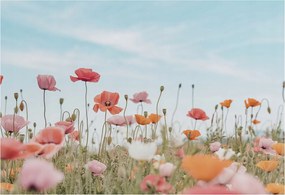 Flizelin fotótapéta Flizelin Design pipacs virágok 152x104 ragasztó