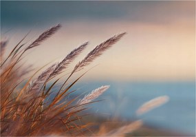 Fotótapéta Fű Természet Bézs Hálószoba Nappali Tapéta Flizelina 350x250