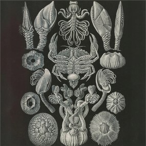 Stílusos Dekoratív Fotótapéta Flizelin Vízalatti formák 250x250 Ragasztó