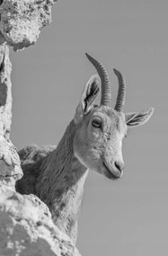 Poszter 53x81cm Ibex Nubiana 3, Assaf Frank