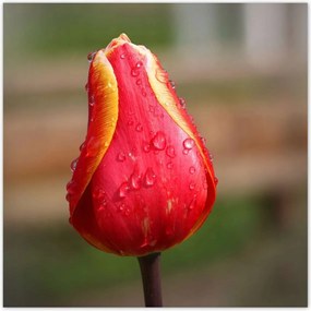 Poszterek 140x140 Piros-sárga tulipán