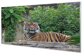 Üvegképek tiger woods 120x60cm