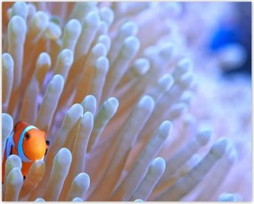 Poszterek 50x40 Csodálatos tengeri világ