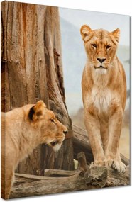 Vászonkép 30x40 Oroszlánok Afrikában