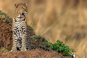 Fotográfia Leopard scanning the area, Manoj Shah