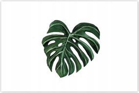 Poszterek 120x80 Monstera deliciosa Levél