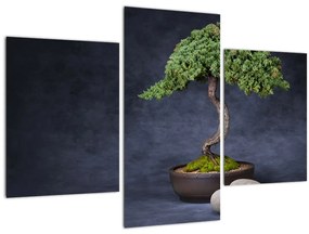 Kép - Bonsai (90x60 cm)