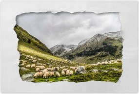 Poszterek 90x60 Juh legeltetés Bårånyok Juhok