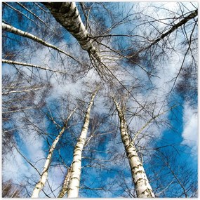 Poszterek 30x30 Nyírfa