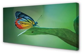 Canvas képek Színes pillangó levél 100x50 cm