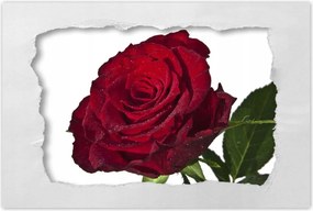 Poszterek 90x60 Vörös rózsa fehér