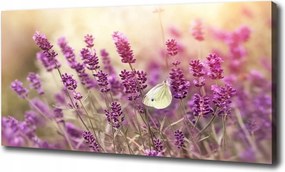 Canvas falikép Levendula 100x70 cm