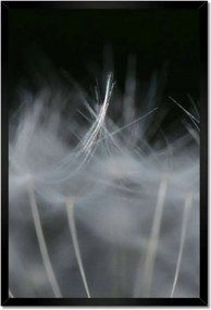 Poszterek keretben 40x60 Pitypang Virág Virágok