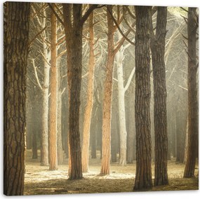 Vászonkép Fák Fény Természet Erdő 60X60 cm Ideális ajándék