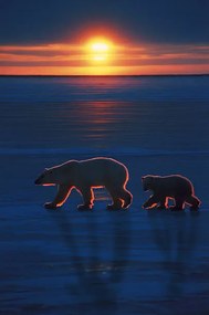 Művészeti fotózás Mother polar bear with cub, Ron Sanford, (26.7 x 40 cm)