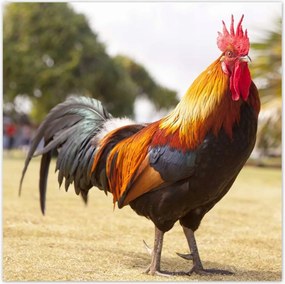 Poszterek 30x30 Kakas