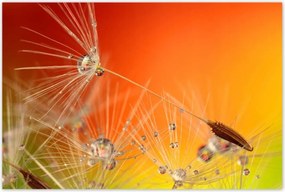 Poszterek 120x80 Pitypang Virág Virágok