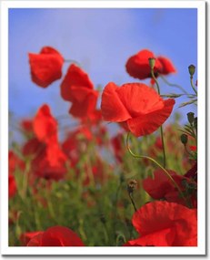 Poszterek keretben 40x50 Pipacsok az égbolt hátterében