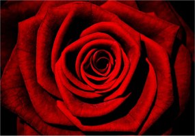 Fotótapéta Vörös rózsa Makro szépség bársony színmélység 300x210 +ragasztó
