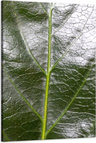 Botanika Vászonkép Zöld levél 60x90 cm