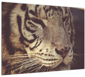 Tigris képe (üvegen) (70x50 cm)