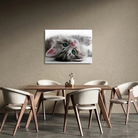 Üveg kép - Macska zöld szemekkel (70x50 cm)