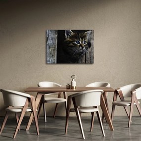 Cica képe (70x50 cm)