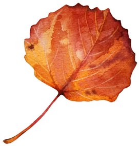 Művészeti fotózás Watercolor hand-drawn autumn red, orange leaf, Natalia Kunashova, (40 x 40 cm)