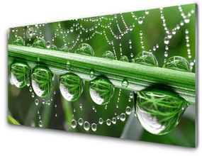 Fali üvegkép Pókháló Csepp Plant 100x50 cm