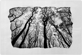 Poszterek 90x60 Erdő Fák Kilátás alulról