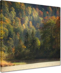 Vászonkép 40x40 Erdei táj Kilátás