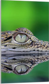 Üveg Vágódeszka 30x52 Krokodil a Konyhába