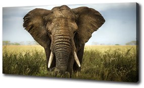 Vászonkép Elefánt a szavannán oc-51170548