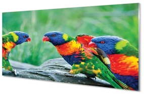 Üvegképek Színes papagáj fa 120x60cm