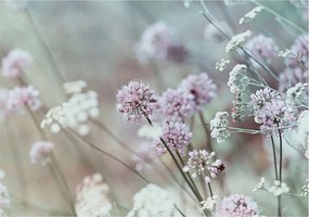 Fotótapéta Dekoratív Fali Tapéta Mezei virágok Képek 312x219