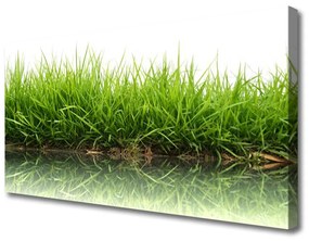 Vászonkép falra Grass Nature Water Plant 120x60 cm