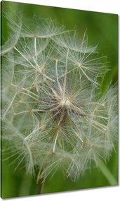 Vászonkép 70x100 Pitypang Virág Virágok