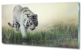 Üvegkép Fehér tigris osh-84071201