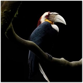 Poszterek 70x70 Papagáj az ágon