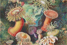 Divatos 3D Fali Tapéta Fantázia anemonák 104x70 Ragasztóval