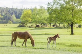 Poszter 60x40cm Ló és csikó, Assaf Frank
