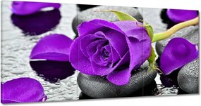 Vászonkép 180x90 Lila rózsa kövek