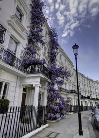 Poszter 50x70cm Ház a Portobello úton, Assaf Frank