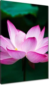 Vászonkép 80x120 Lótuszvirág